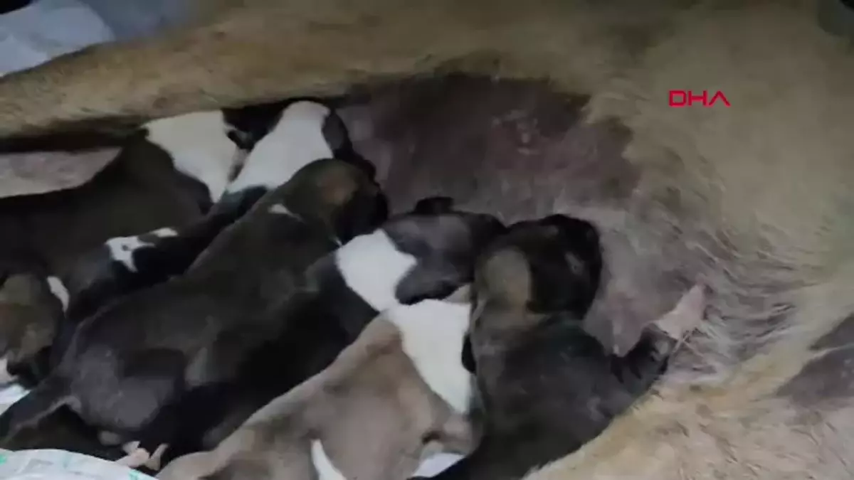 Hamile Köpek Otomobil Çarpması Sonucu 8 Yavru Dünyaya Getirdi