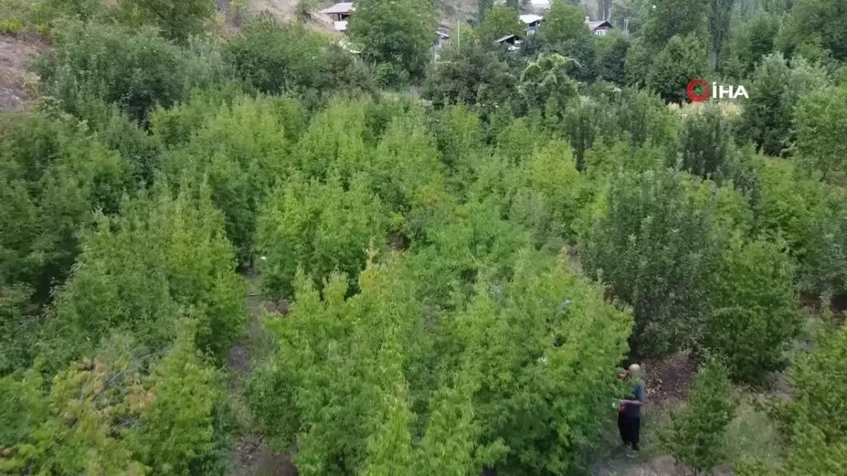 Adana’nın Feke İlçesinde Şifalı Kızılcık Kirazının Hasadı Başladı