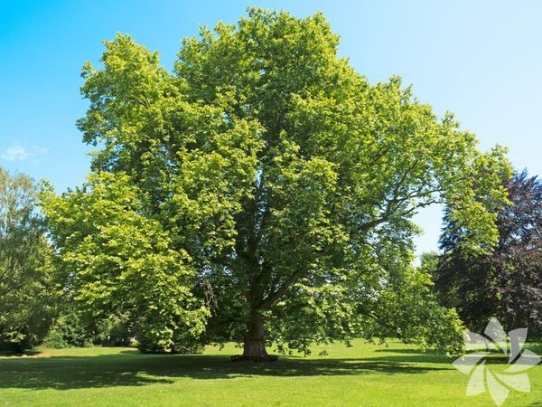 Ağaçlar bize ne öğretir?