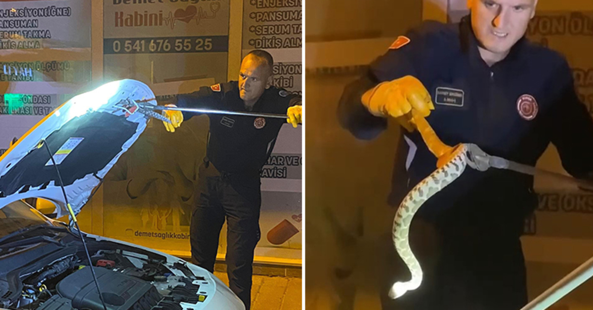 Seyir halindeki aracın kaputundan yılan çıktı